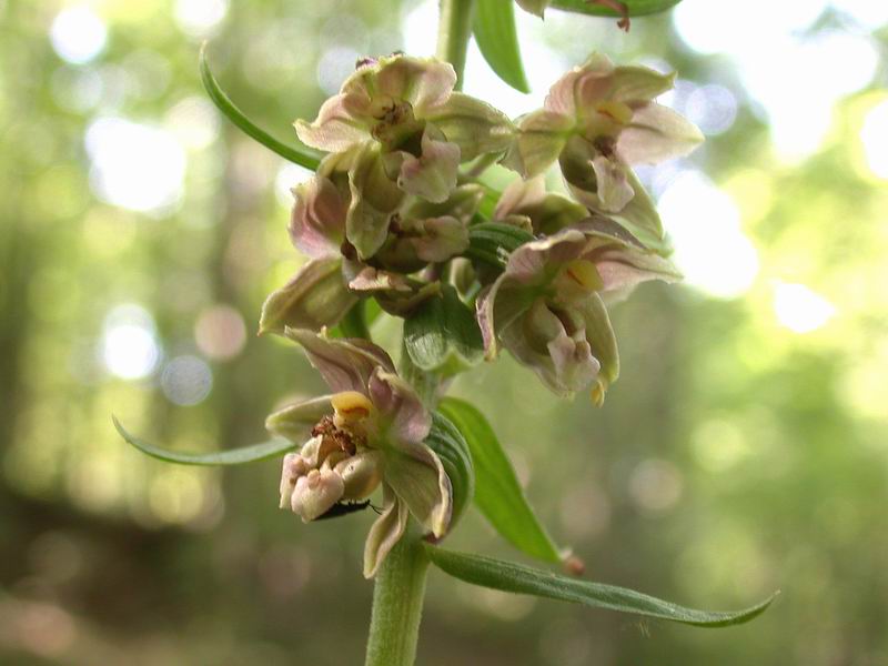 Epipactis del monte Morello